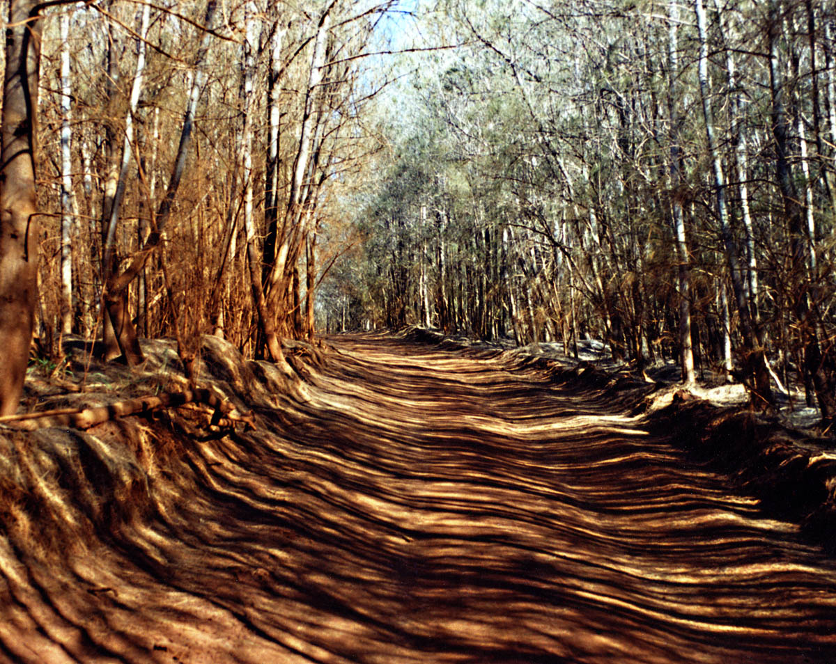Ironwood Forest, Lana'i