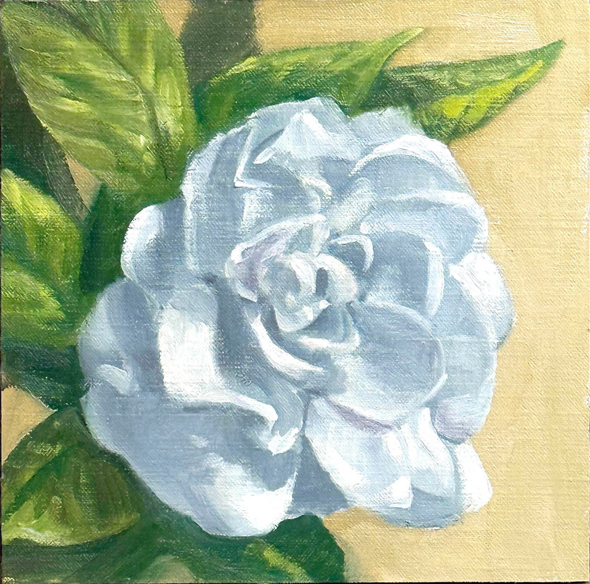 Koele Street Gardenia