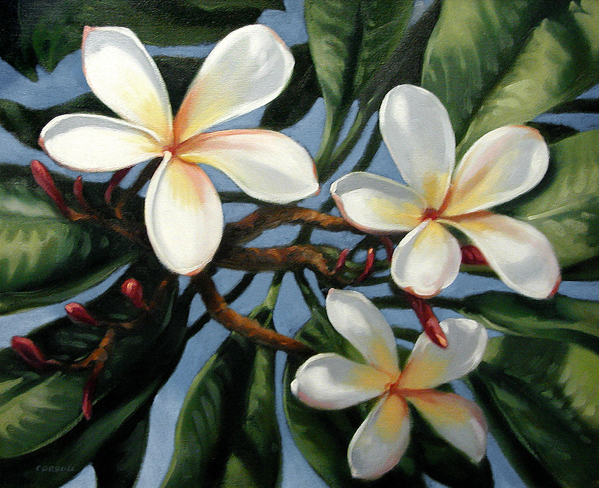 Plumeria